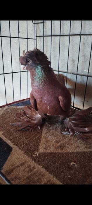 Голуби двухчубые