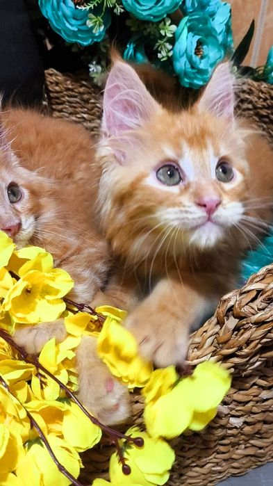 Мейн-кун- КРАСНЫЙ "ЛЕВ"- котята !