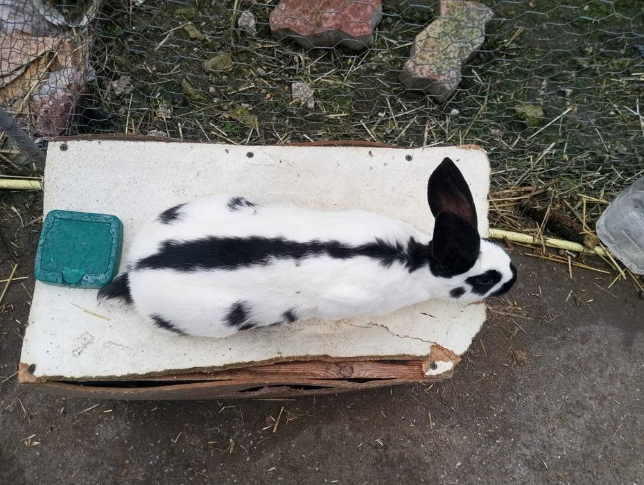 Iepuri Fluture German !