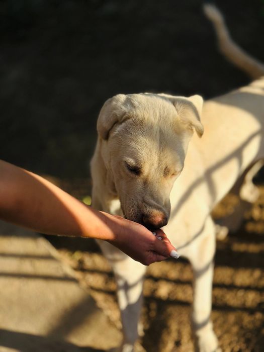 Охана ищет семью.