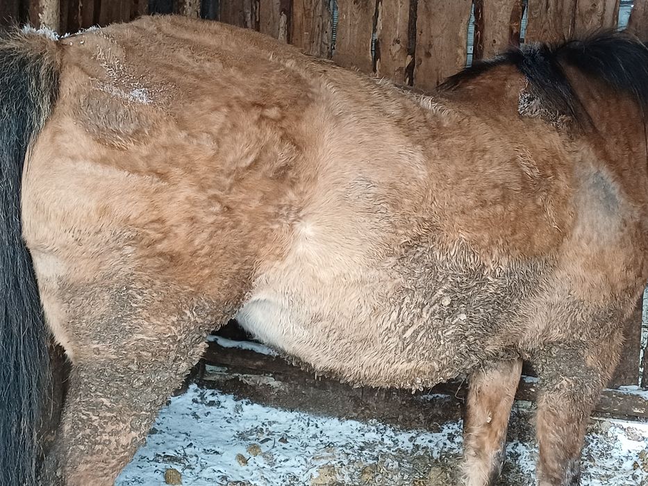 Продам байтал 4х летка откормленный