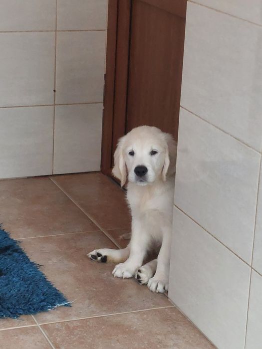 Vand  mascul golden retriever
