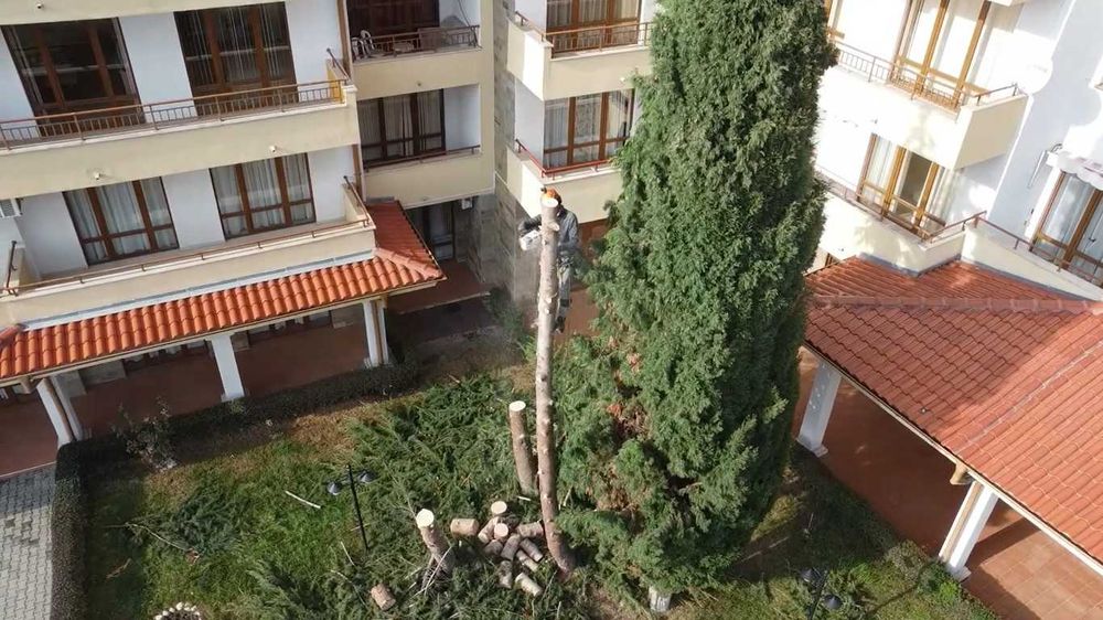 Сечене рязане оформяне премахване на Опасни Дървета