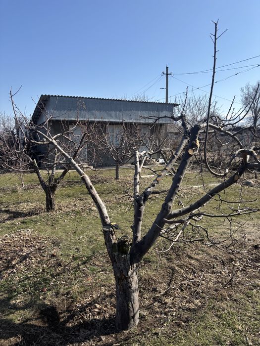 Обрезка плодовых деревьев