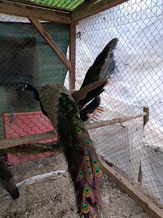 Vînd păuni de reproducere frumoși.