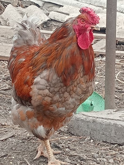 Продам петухов! 4000 т