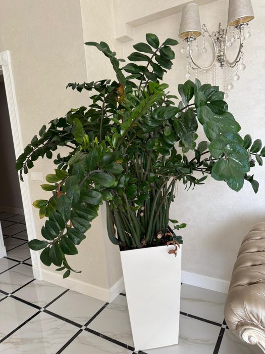 растение Замиокулкас