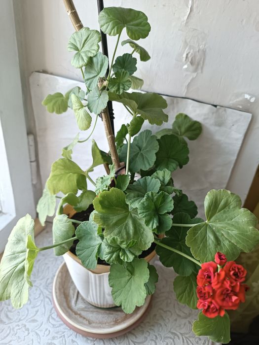 Комнатные цветы,герань