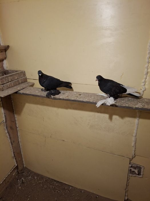 Продам голубей жуки сочи