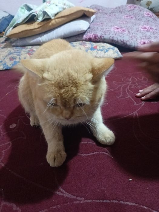 Mushuk tezda sotiladi