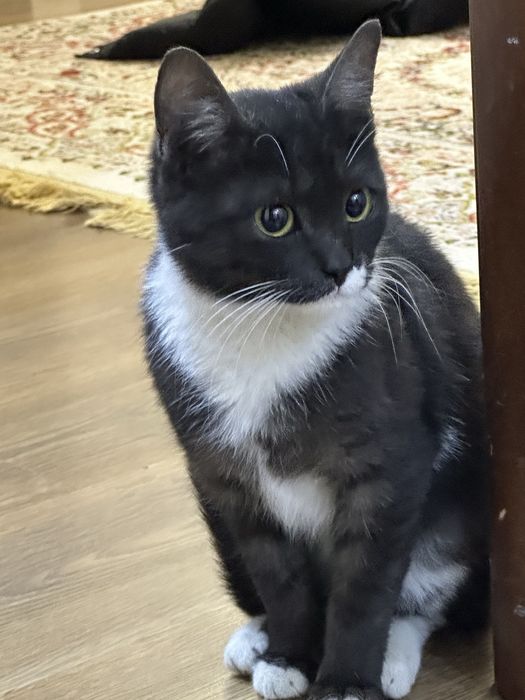 Кошку в добрые руки