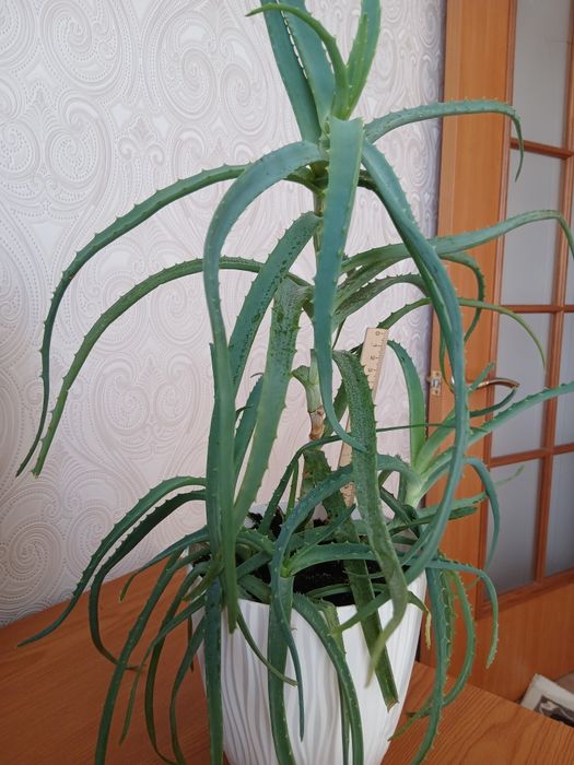 Алоэ древовидное