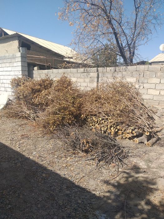 Bir talpa o'tin kundalar sotiladi