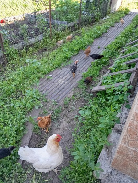 Продам квочку с цыплятами