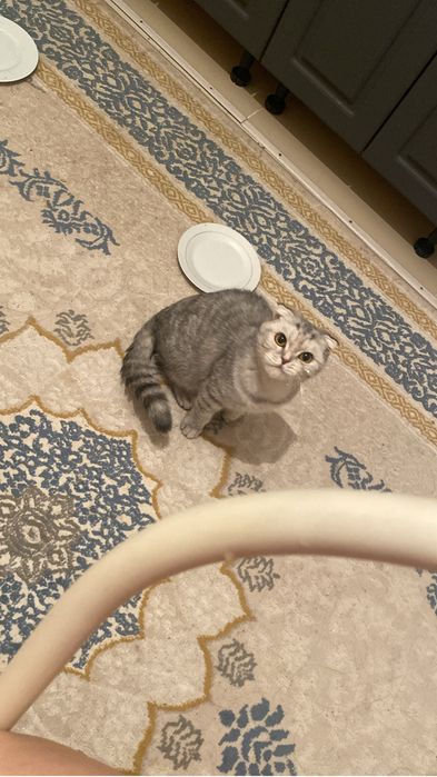 Котенок бесплатно