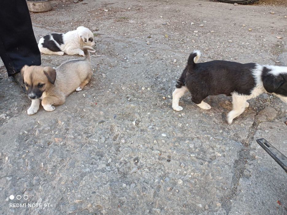 Căței spre adopție