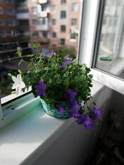 Продам отводки кампанулы белой