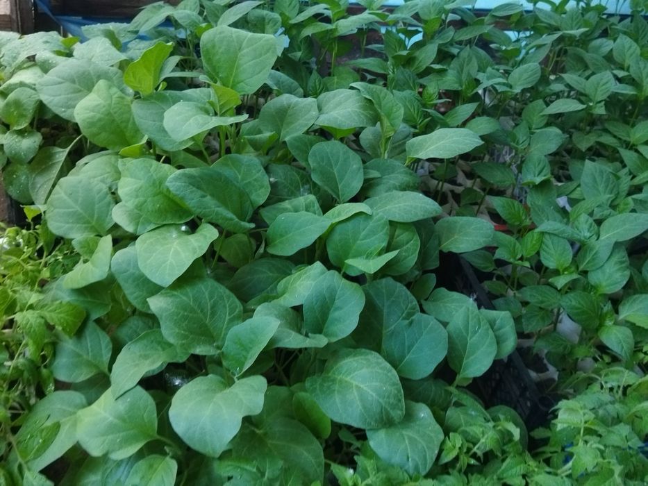 Рассада перец, баклажан