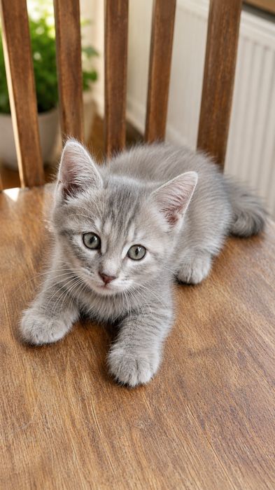 Отдам 5 котят в хорошие руки.