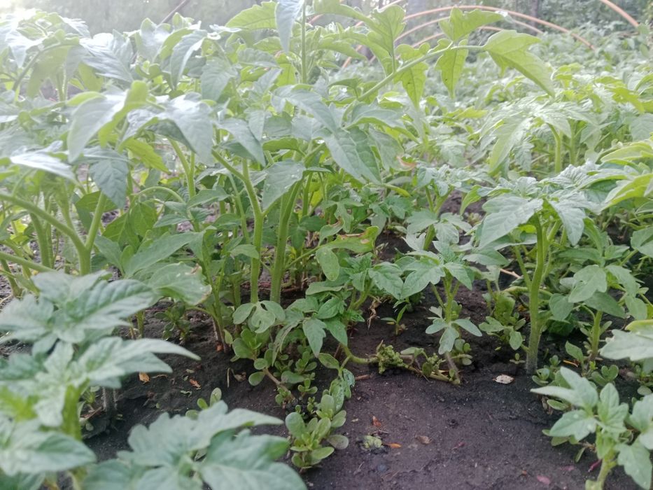Продам рассаду помидоры