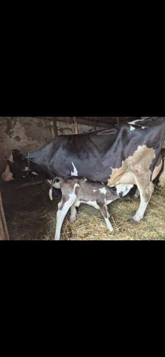 Vând holstein zzz