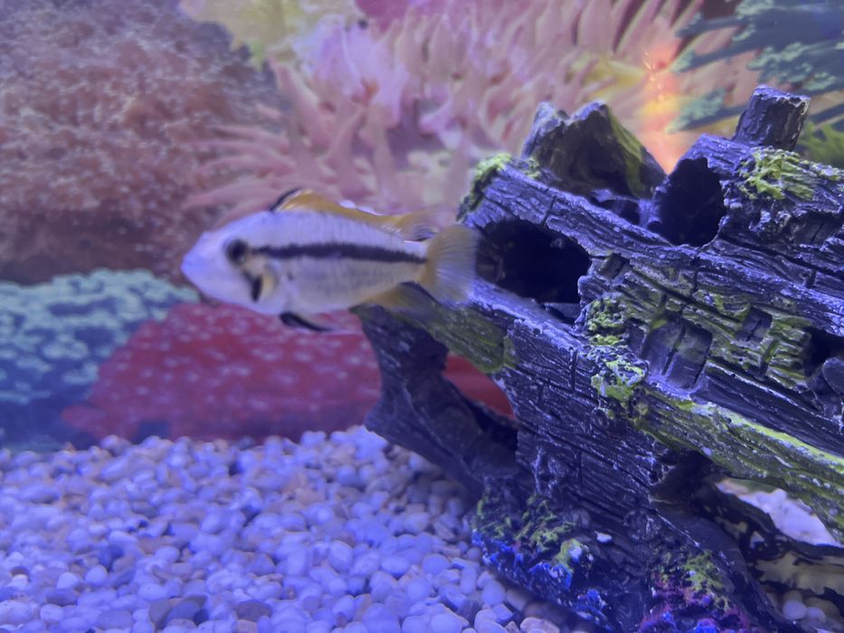 Апистограмма агассица