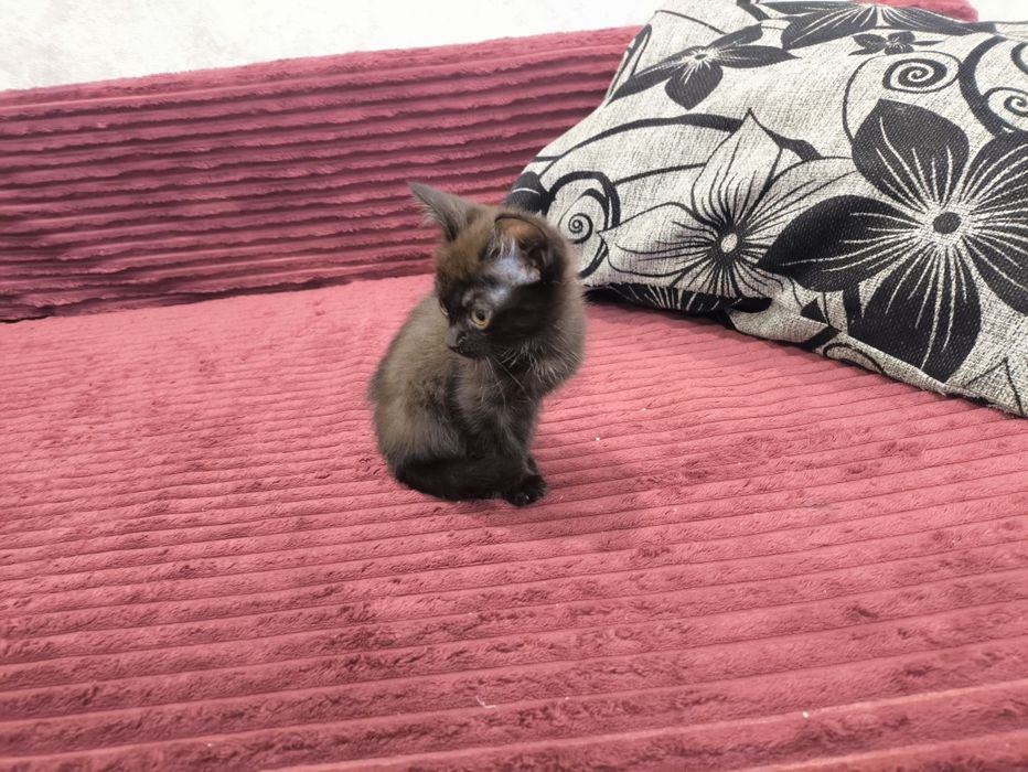 Дарю котят крысоловы