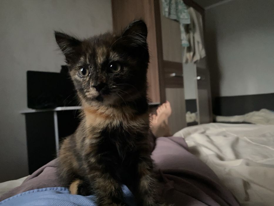 Отдам котенка в добрые руки!