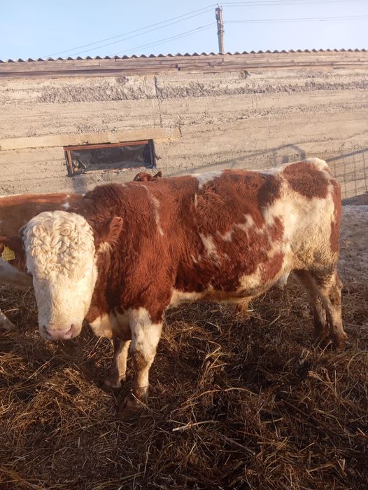 Продается бык симментал 3,5 года немецской селекции