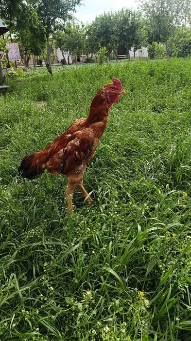 Куланги Хуроз сотилади , 2025 август жужаси