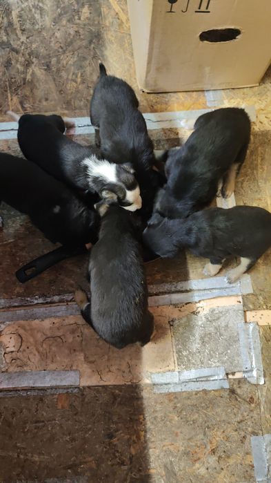 Ищут дом 2 девчонки!