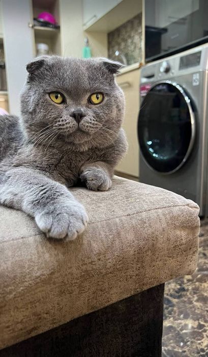 Sicotich fold 11 oyli Erkak semiz