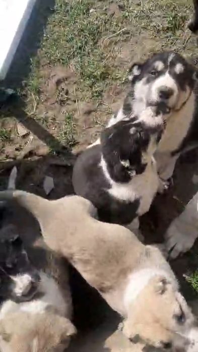 Төбет күшіктер сатылады