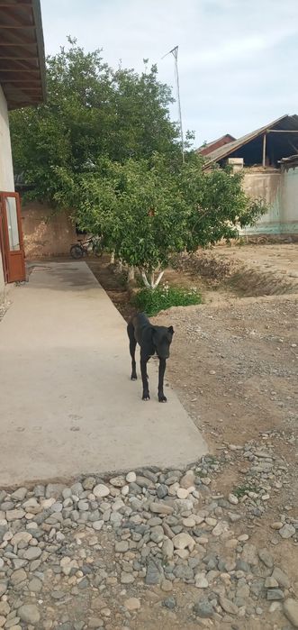 Pitbull erkak 8 oylik