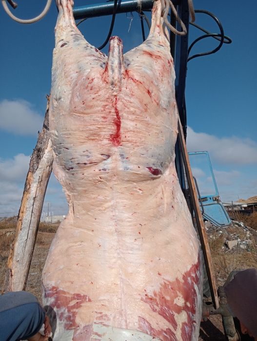 Конина. Мясо. Ет.