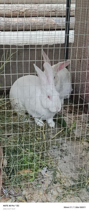 Kuyon og'il qiz 1 bolasi