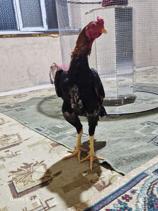 Шоже Кораз сатылалы