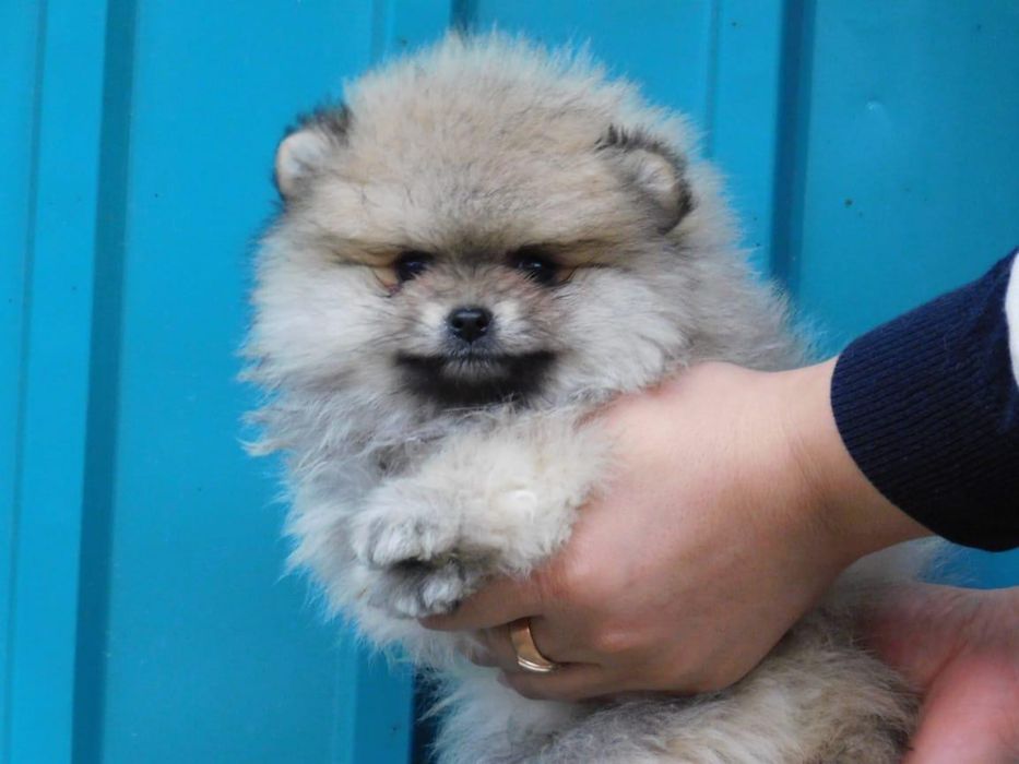 Кремовые и белый щенки