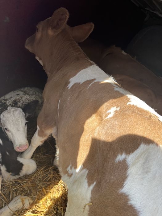 De vanzare vitei 2-10 saptamsnj