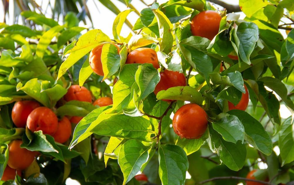 Pomi Exotici (KAKI Diferite Soiuri )la ghiveci