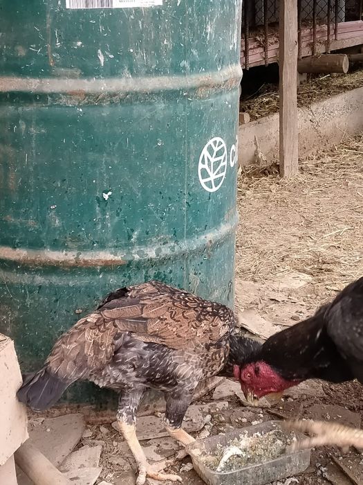 Дакан кораз тауыгымен баласымен