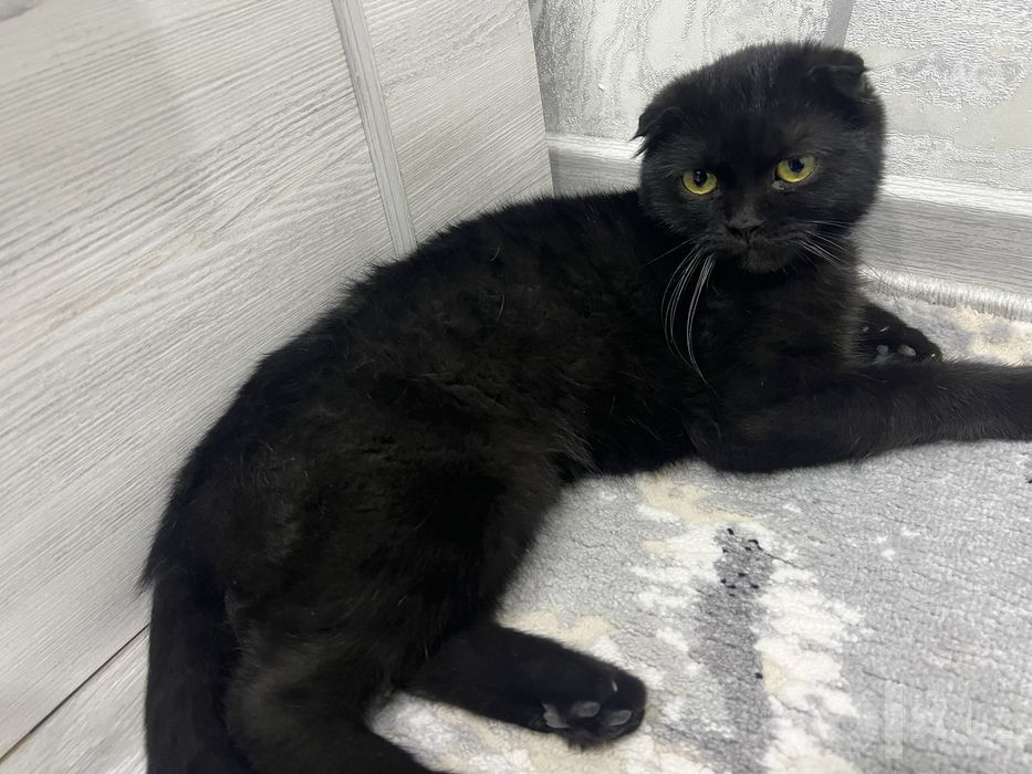 Кошка по родистая девочка