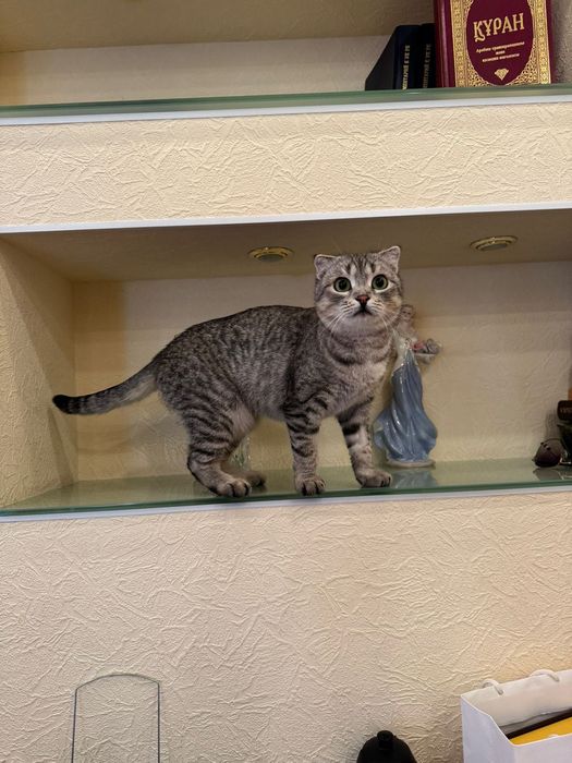 Кошечка ласковая,