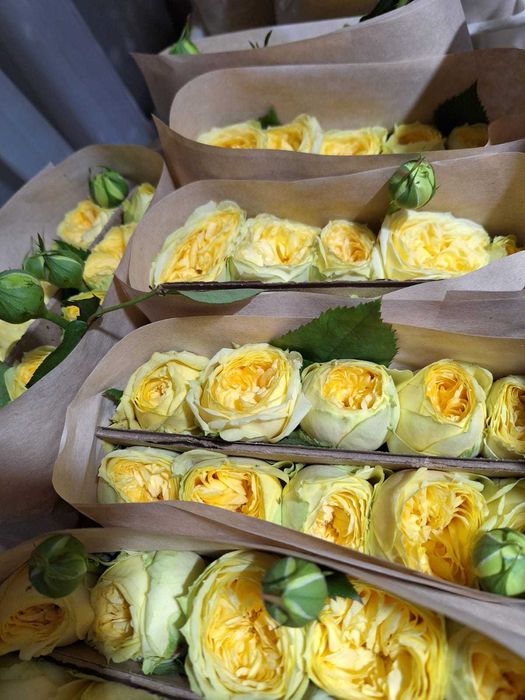 Розы по Акции на 8 марта