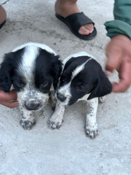 Охотничья псы 1,5 месяца