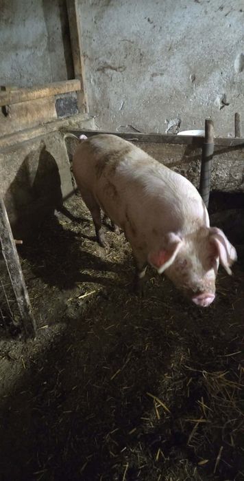 Продавам прасета.