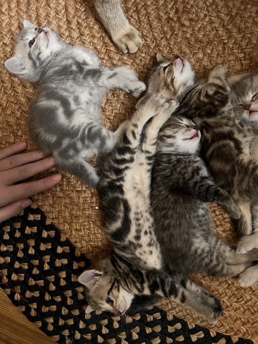 котята британцы красивый окрас