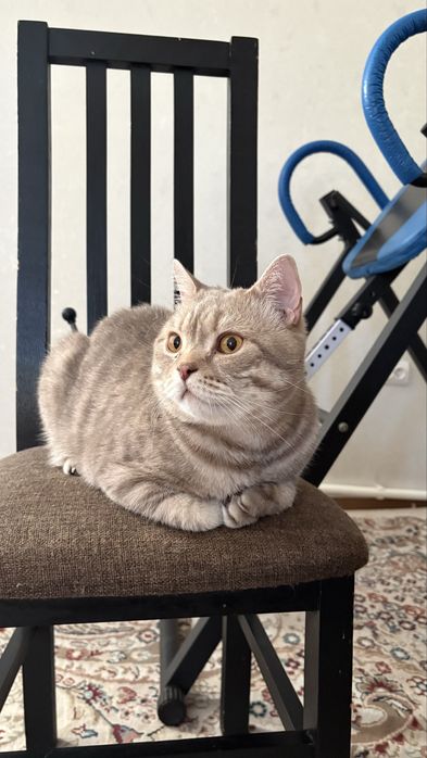 Чистопародный британец