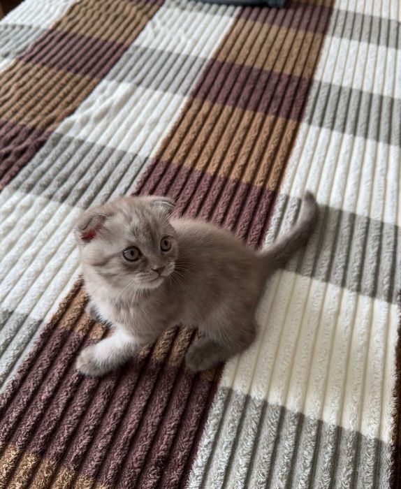 Котята готовы к переезду