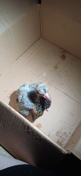 Отдам в добрые руки птенца голубя